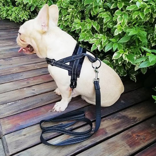bouledogue assis harnais pour chien noir laisse assortie