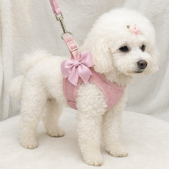 caniche blanc debout avec harnais petit chien rose