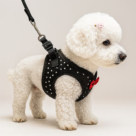 chien blanc de profil avec harnais petit chien noir