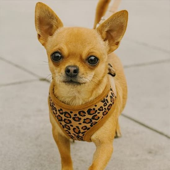 chihuahua avec harnais petit chien léopard marron
