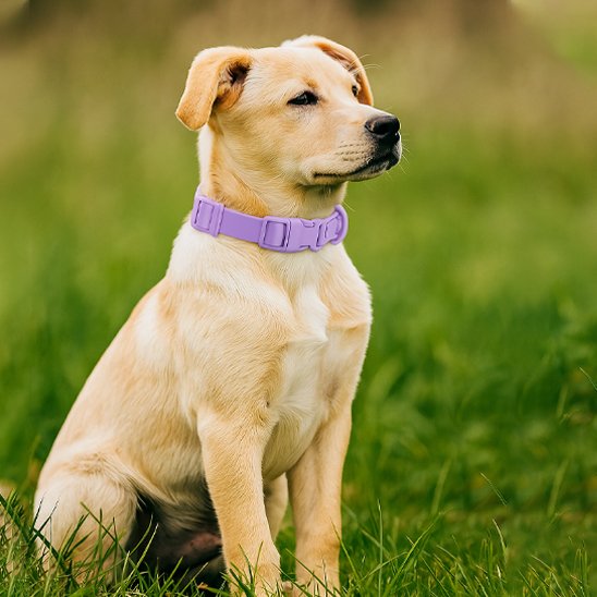 labrador assis herbe portant collier pour chien violet