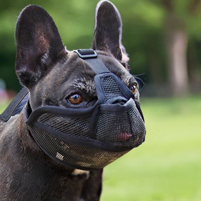 muselière pour chien noir sur bouledogue francais