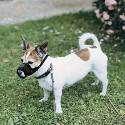 petit chien dans herbe avec museliere noir