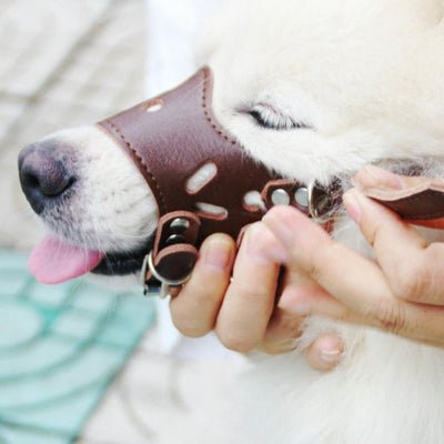 reglage muselière pour chien cafe sur chien blanc
