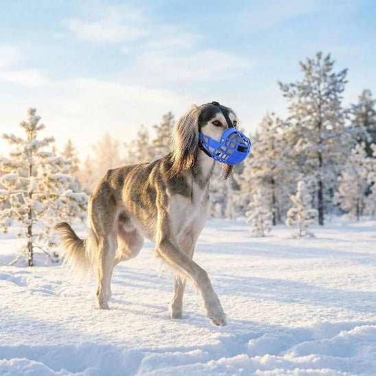 saluki dans paysage enneige avec muselière chien bleu