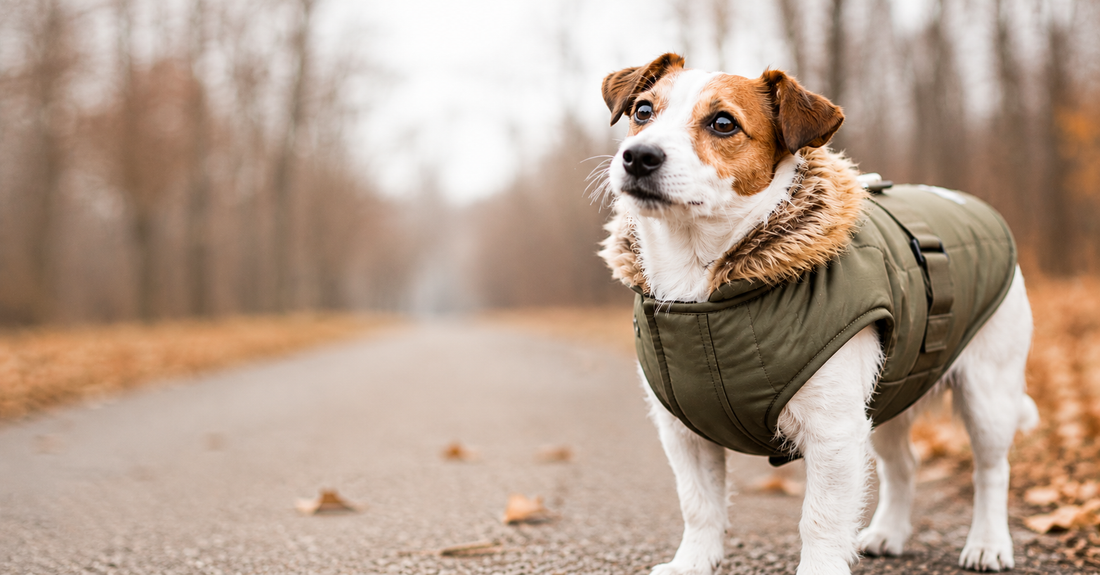 jack russell portant manteau pour chien kaki hiver