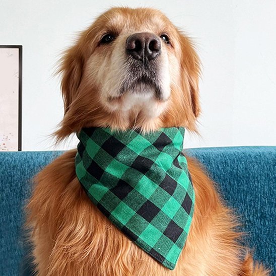 bandana chien carreaux vert et noir sur golden assis