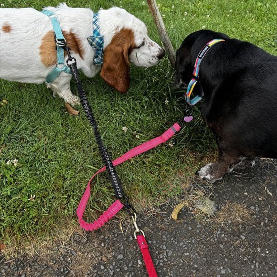 basset et chien noir laisse double pour chien promenade herbe