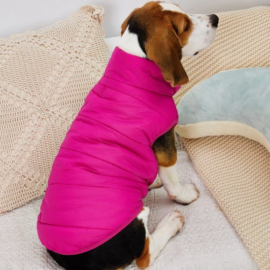beagle assis de dos avec manteau chien rose
