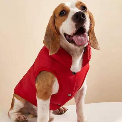 beagle assis tire la langue avec manteau chien rouge