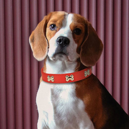 beagle collier pour chien rouge