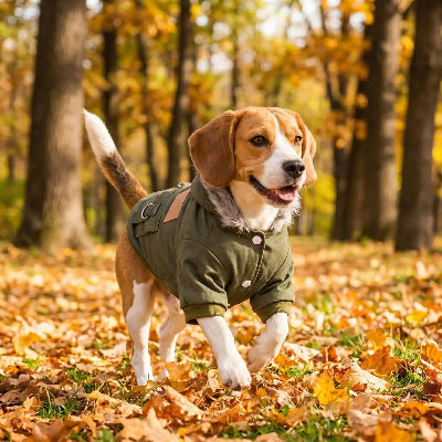 beagle court dans foret automne avec manteau pour chien vert