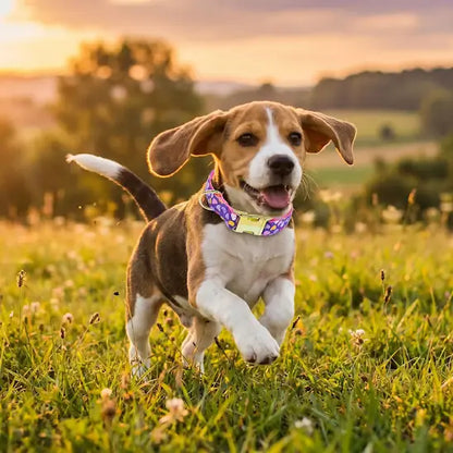 beagle court dans herbe avec collier chiot violet