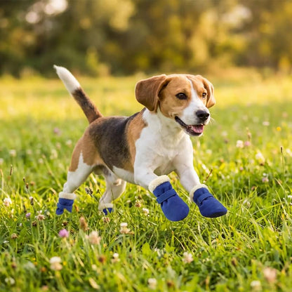 beagle court herbe avec chaussure chien bleu flanelle