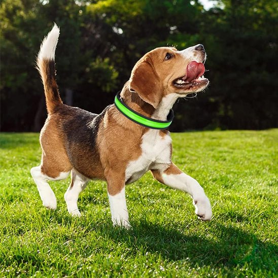 beagle dans l herbe collier chien lumineux vert