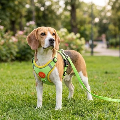 beagle dans parc fleuri portant harnais pour chien vert fluo