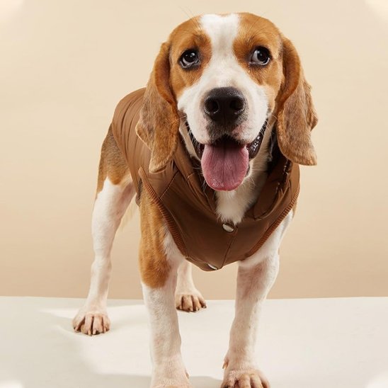 beagle debout tire la lange et porte manteau chien cafe