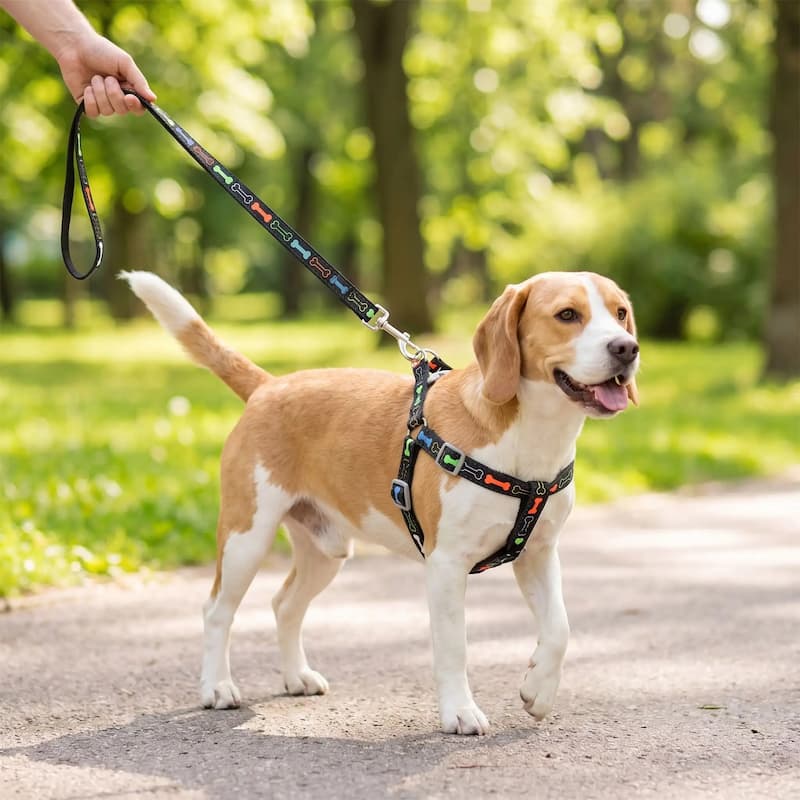 beagle portant harnais chien noir motif os en promenade