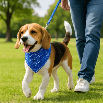 beagle promenade parc bandana chien bleu