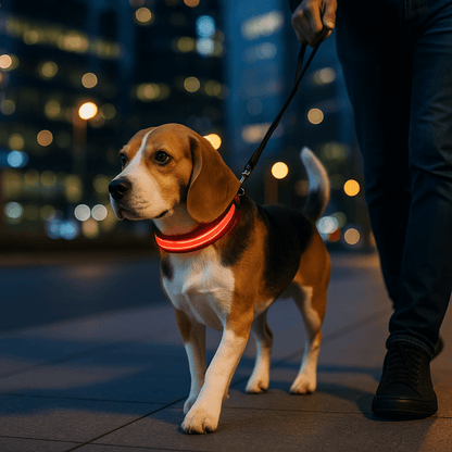 beagle se promene le soir collier chien lumineux rouge