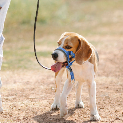 beagle tenu en laisse avec museliere chien bleu