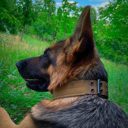 berger allemand allonge dans herbe collier pour chien kaki