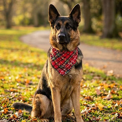 berger allemand assis avec bandana pour chien écossais allée forestière
