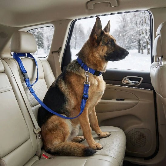 berger allemand assis siege voiture laisse chien bleu neige dehors