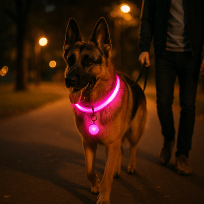 berger allemand collier lumineux pour chien rose balade parc