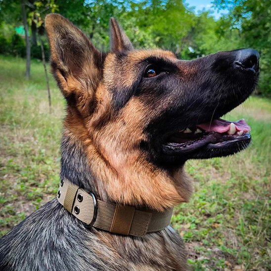 berger allemand de profil collier pour chien kaki
