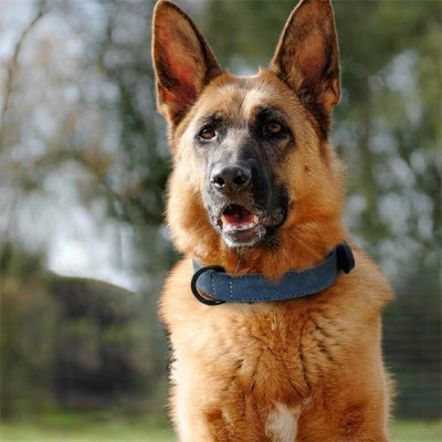 berger allemand portant collier pour chien bleu classique