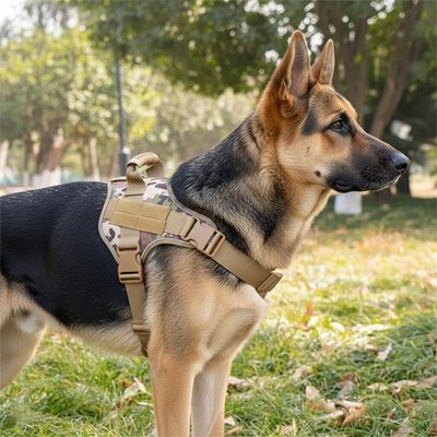 berger allemand portant harnais anti traction chien camouflage