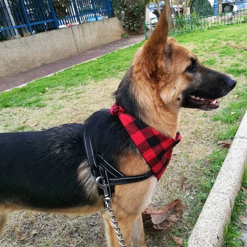 berger allemand promenade bandana chien carreaux rouge noir