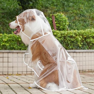 berger australien assis dehors avec imperméable chien