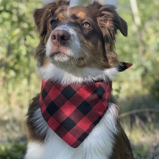 berger australien assis nature bandana chien carreaux rouge noir 