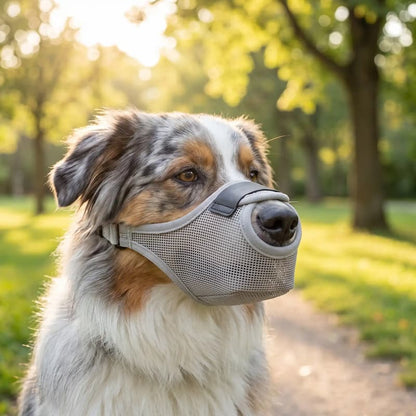 berger australien portant muselière chien grise maille respirante