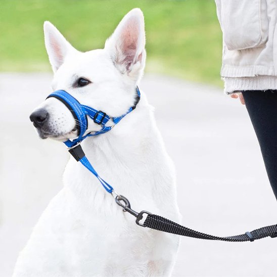berger blanc suisse assis avec museliere chien bleu avec laisse