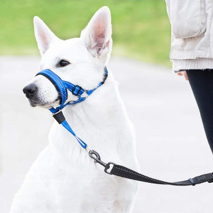 berger blanc suisse assis avec museliere chien bleu avec laisse