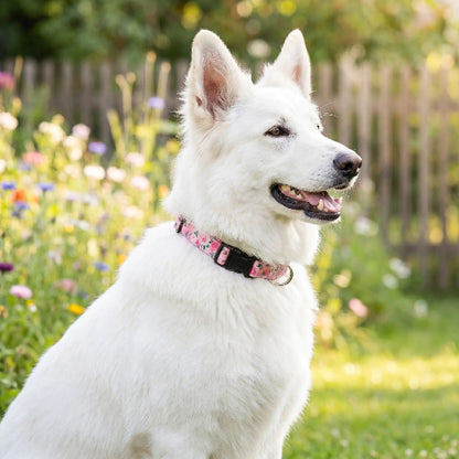 berger blanc suisse assis jardin portant collier pour chien rose