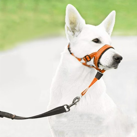 berger blanc suisse avec museliere chien orange