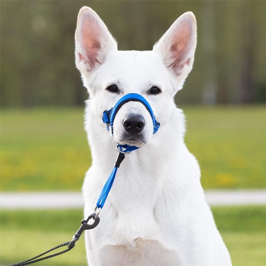 berger blanc suisse de face avec museliere chien bleu