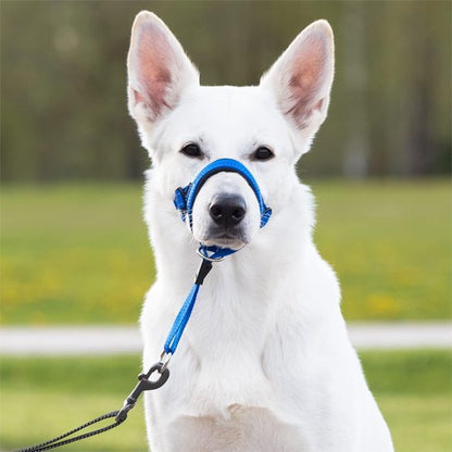 berger blanc suisse de face avec museliere chien bleu