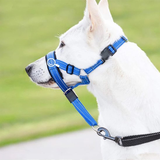 berger blanc suisse de profil avec museliere chien bleu
