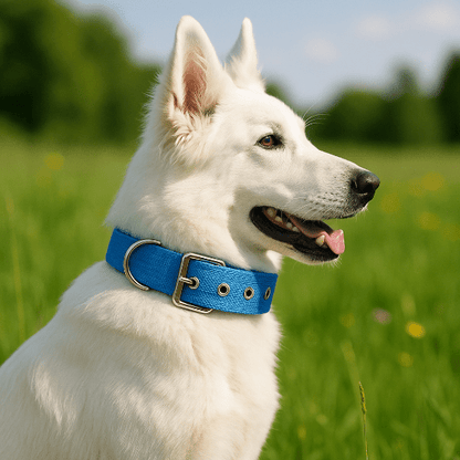 berger blanc suisse prairie collier pour chien bleu nylon
