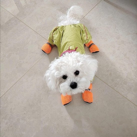 bichon allongé carrelage avec vêtement et chaussures pour chien orange
