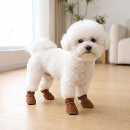 bichon blanc debout parquet portant chaussure chien marron