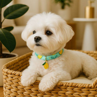 bichon maltais allonge panier collier chiot motif citron
