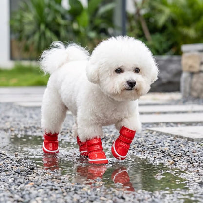 bichon marchant dans flaque avec chaussures pour chien rouge