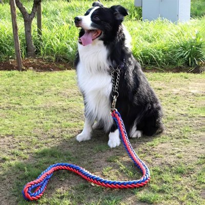 border collie assis herbe avec laisse chien tressee rouge bleu