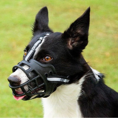 border collie avec museliere chien noir forme de panier